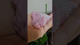 14일된 퀘이커이유조  귀엽당              …