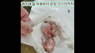 #앵무새 분양 합니다 코뉴어 15만원 퀘이커60만원입니다 퀘이커는 말을잘해서  분양가가 높습니다010 2296 5701 문자나 전화주세요