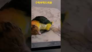 뒤집어서 노는 노랑머리 카이큐 리코 #shorts