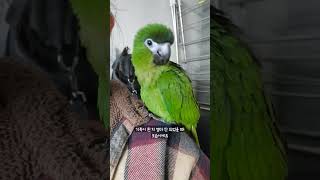 메에에 에에에 우는 한스마카우 두루