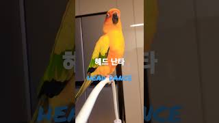 머리 춤을 아시나요? #parrot #앵무새 #썬코뉴어…