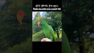 [지구] 칭찬은 앵무새도 말하게한다 / 똑딱똑딱 / P…