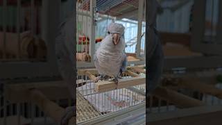 [퀘이커 앵무] 안녕하 #parrot #quakerparrot #cute #까꿍이