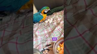 Man Saves Macaw #animals#Frien…