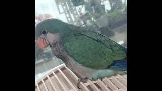 #앵무새분양 퀘이커앵무새.코뉴어분양010 2296 5701