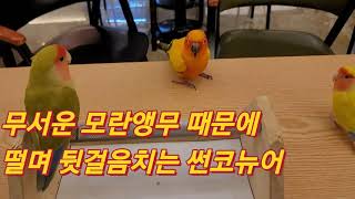 썬코뉴어: '성질 고약한 모란앵무들은 일단 피하고 보자…