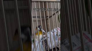 작두타는 앵무새 #shorts #parrot #caiq…