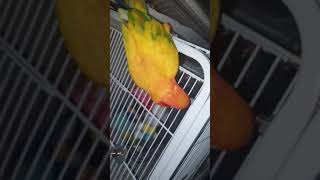 썬코뉴어 새벽시간 광란의 댄스파티