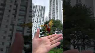 루카 부매랑 비행 훈련