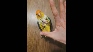 꾸시꾸시 빠~ 하는 노란머리 카이큐 솔라 그래서 닭춤은 언제 출건데