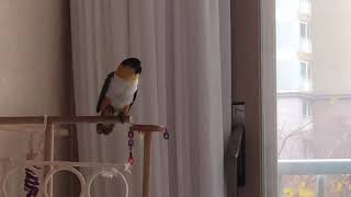 소리지르기  앵무새소음 카이큐소음