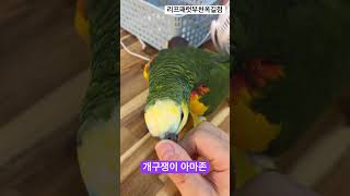 만지작 만지작 좋아하는 아마존앵무 #parrot #bi…