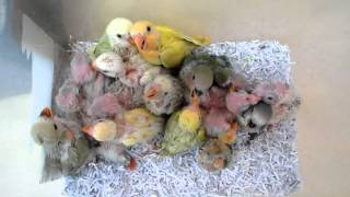 모란앵무, 코뉴어 이유조 [ 앵무새가 있어 행복한 세상…