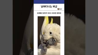 날아다니는 비글 #앵무새 #코카투 #호주 #동물 #유머 #힐링