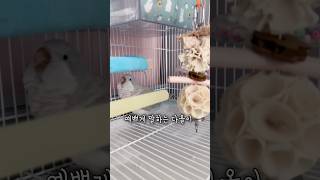 그때그때 다르지만 다올이 촬영이 힘든 이유 #앵무새 #러블리다다즈 #퀘이커앵무새 #앵무새이다올