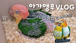 귀여운 아가앵무새가 왔어요 | 노란머리카이큐 | 앵무새…