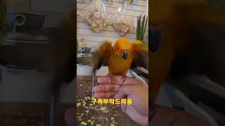 나한테 날아오는 썬코뉴어앵무새 #shorts