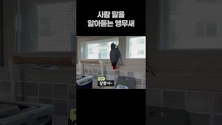사람 말을 알아듣는 앵무새  회색앵무 잠바