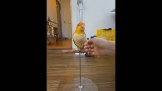 노란머리 카이큐 솔라 안녕 훈련로그