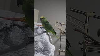 귀농귀촌 아마존앵무새 말하고 놀아주기