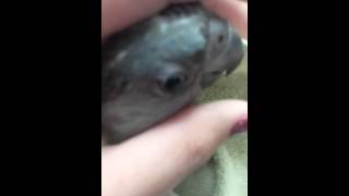 목욕 억지로시켯다고....(세네갈앵무)