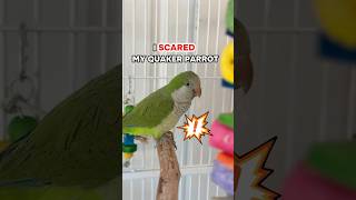 Quaker Parrot is Scared of Thi…