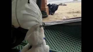 갈매기가 무서운 코카투 나나/엄브렐라코카투/유황앵무/cockatoo