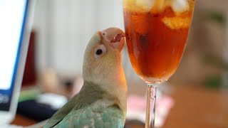 블루파인애플 코뉴어 앵꼬의 하루 앵무새 Vlog