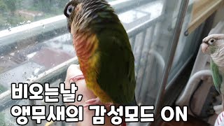 비 오는 날, 담이와 연두의 감성모드 ON!!#코뉴어앵무새#conure