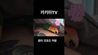 환타아빠 건포도 먹방.       #카이큐 #parrot #birds #앵무새#아빠#건포도#먹방쇼츠