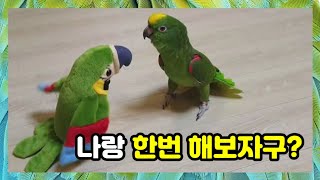 겁이많아 서열이 제일 꼴찌로 밀려난 아마존앵무새 첼로에…