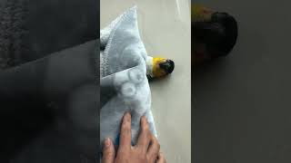 검은머리 카이큐앵무새 이불놀이