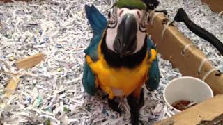 청금강 - 쿠악이 (blue and yellow macaw)