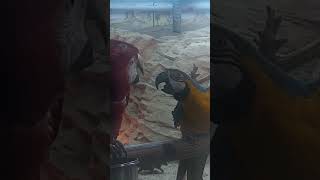 앵무새 2:1 싸움 현장 목격했습니다