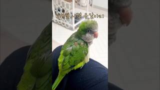 3개월 옹알이하던 마리시절  #똥마리 #귀여운앵무새 #…