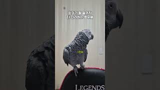 앵무새가 제 속마음까지 다 말해버렸어요ㅋㅋ / 회색앵무…