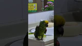 #사랑에빠지다 #노란머리누나 #사랑해 #아롱이신났네 #…