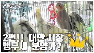 (2편) 대만 앵무새 분양 입양가 어떻게될까요?? (L…