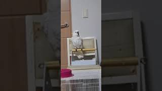 코카투 앵무새 춤추기 ㅋㅋ