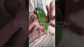 #꽃챌린지#앵무새#한스마카우#앵무새개인기#꽃향기만남기고…