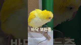 [하늘이] 배변 교육  @# 말하는 앵무새 #구독 