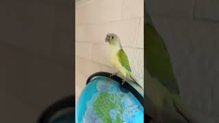 코코의 바라밤 챌린지#코뉴어 앵무새#코코#바라밤