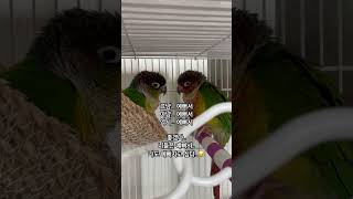 좋겠다! 니들은 예뻐서#코뉴어#코뉴어앵무새#예쁜것들#태어날때부터#parrot #birds