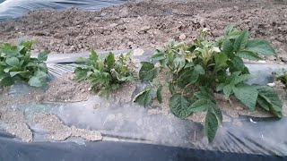 날씨가 추워서 수미감자,홍감자가 벌써3번째 얼어서 걱정되지만....(감자줄기 2~3개 남기고 잘라야 감자알이 큽니다)