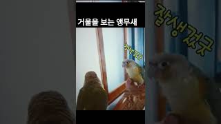 거울 보고 또다른 앵무새그 있는 줄아는 앵무새