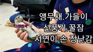 공서연.앵무새.코뉴어.가을이랑 놀기.선풍기.꿀잠.202…