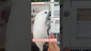 하이파이브 잘하는 코카투 #parrot #birds #…