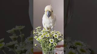 꽃 뜯으러 왔다가 김루이 신고로 잡힘