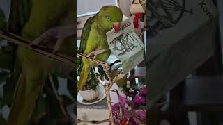 #목도리앵무#할아버지테 용돈받았어요~