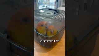 카이큐 앵무새 훈육중?